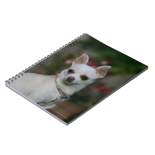 Carnet Chiwawa blanc (Côté gauche)