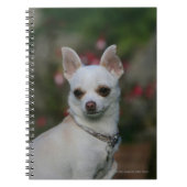 Carnet Chiwawa blanc (Devant)