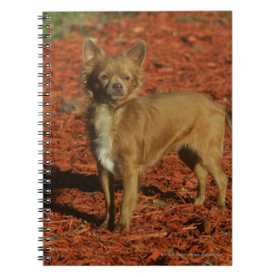 Carnet Chiwawa regardant l'appareil-photo