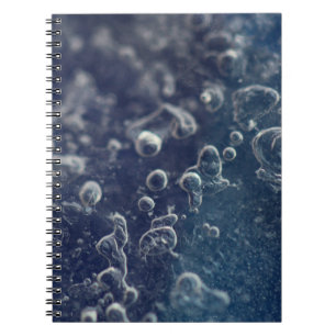 Carnet Choceradská