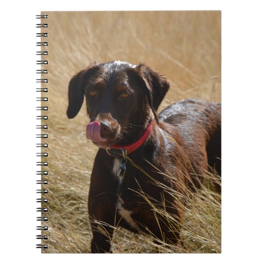 Carnet Chocolat Brown Labrador Retriever (Devant)