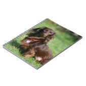 Carnet Chocolat et teckel miniature aux cheveux longs (Côté gauche)