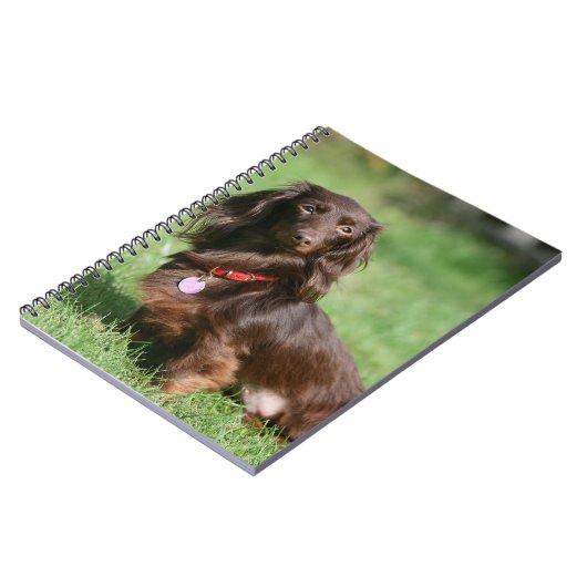 Carnet Chocolat et teckel miniature aux cheveux longs (Côté gauche)