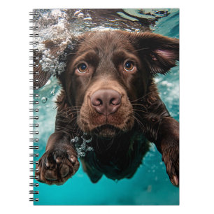 Carnet Chocolat Joueur Labrador nage sous l'eau