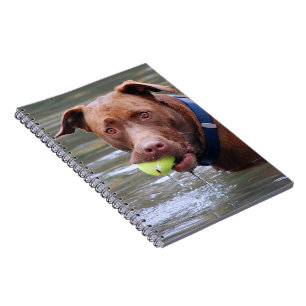 Carnet Chocolat Lab Pit Mélanger Chien Avec Boule
