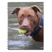 Carnet Chocolat Lab Pit Mélanger Chien Avec Boule (Devant)