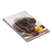 Carnet Chocolat Labrador Chiot Avec Canard De Jouet (Côté Droit)