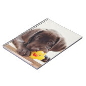 Carnet Chocolat Labrador Chiot Avec Canard De Jouet (Côté gauche)