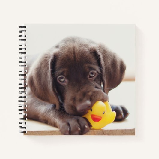 Carnet Chocolat Labrador Chiot Avec Canard De Jouet (Devant)