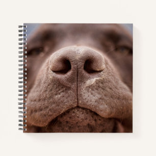 Carnet Chocolat Labrador Closeuse du nez