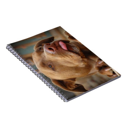 Carnet Chocolat mignon Lab Pit Mix Chien (Côté Droit)
