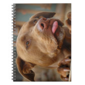 Carnet Chocolat mignon Lab Pit Mix Chien (Devant)