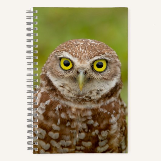 Carnet Chouette bractée (Recto)