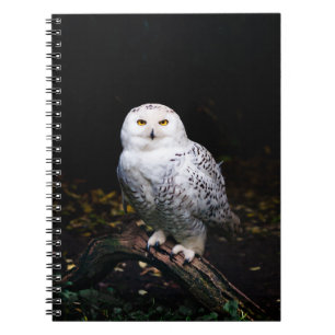 Carnet Chouette hivernale majestueuse
