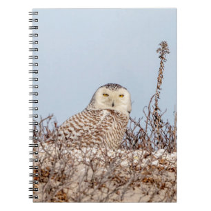 Carnet Chouette neige assise sur la plage