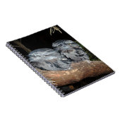 Carnet Chouettes-Frogmouth endormies, (Côté Droit)