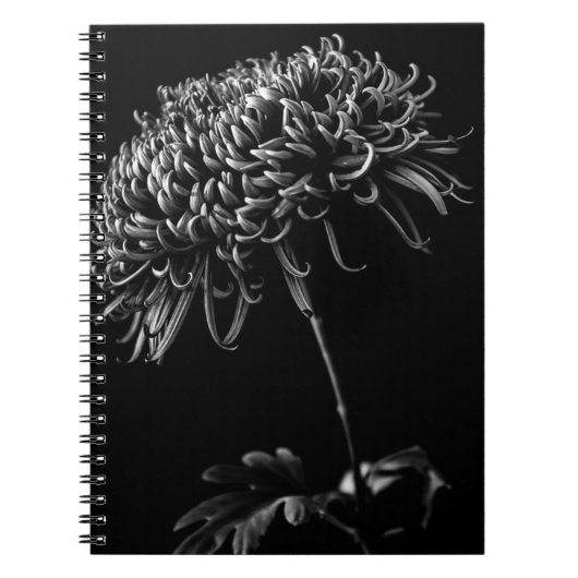 Carnet Chrysanthème (Devant)