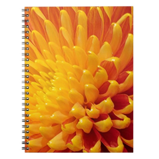 Carnet Chrysanthème jaune et orange (Devant)
