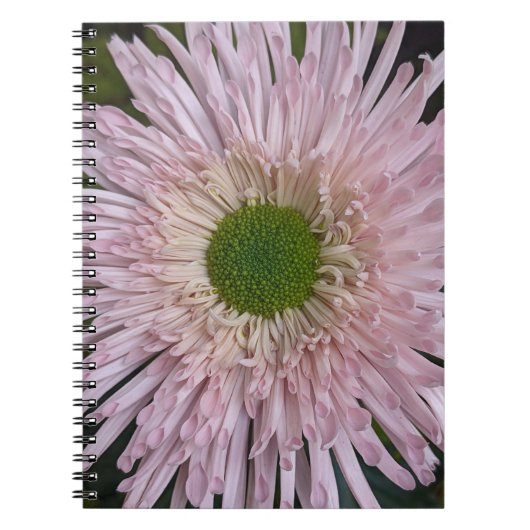 Carnet Chrysanthème rose fleuri (Devant)