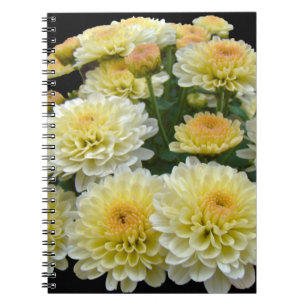 Carnet Chrysanthèmes citron meringue