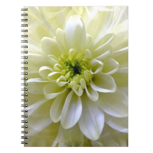 CARNET CHRYSANTHEMUM (Devant)