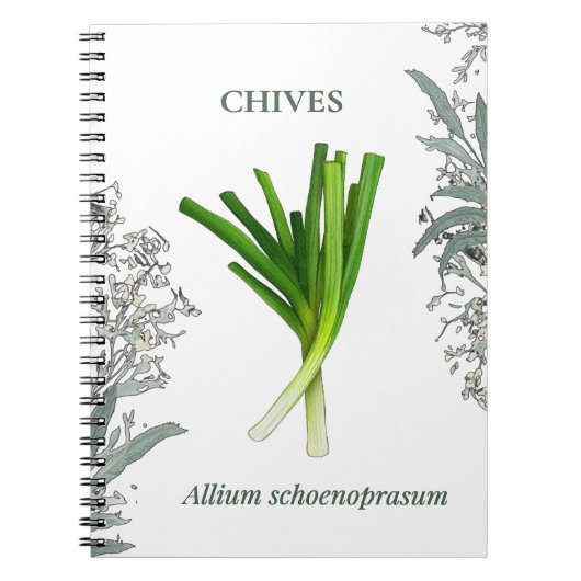 Carnet Ciboulette — Allium schoenoprasum (Devant)