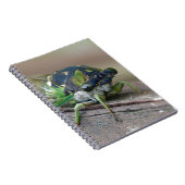 Carnet Cicada (Côté Droit)
