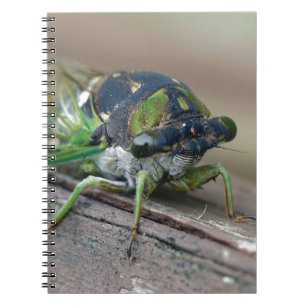 Carnet Cicada