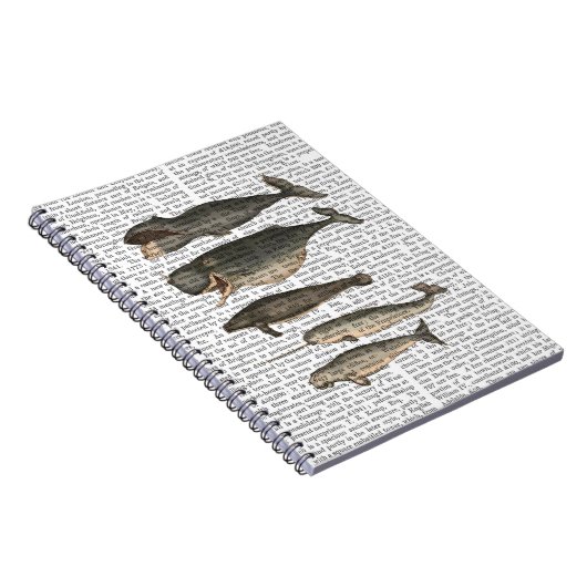 Carnet Cinq baleines Vintages (Côté Droit)