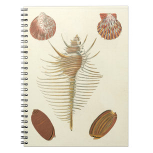 Carnet Cinq de coquillages aimables