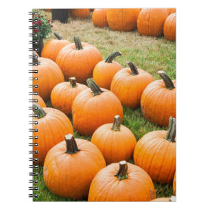 Carnet Citrouilles à vendre au marché d'un agriculteur