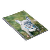 Carnet Closeudo d'un taureau français (Côté Droit)