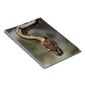 Carnet Closeup ball pythonCarte postale Carré Sticke (Côté Droit)