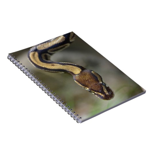 Carnet Closeup ball pythonCarte postale Carré Sticke (Côté Droit)