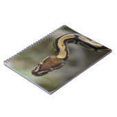 Carnet Closeup ball pythonCarte postale Carré Sticke (Côté gauche)