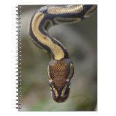 Carnet Closeup ball pythonCarte postale Carré Sticke (Devant)