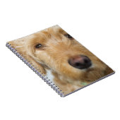 Carnet Closeup de Goldendoodle (Côté Droit)
