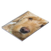 Carnet Closeup de Goldendoodle (Côté gauche)