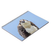 Carnet Closeup d'un balbuzard juvénile (Côté gauche)