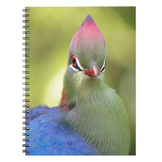 Carnet Closeup turaco de fischer (Devant)