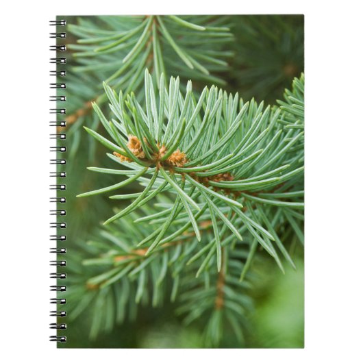 Carnet Closeuse de pin (Devant)