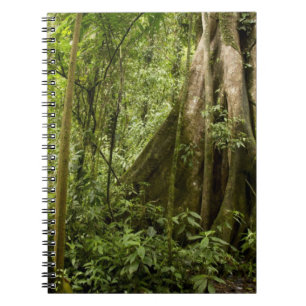 Carnet Cloud forest, Peace Rain Forest, Costa Rica