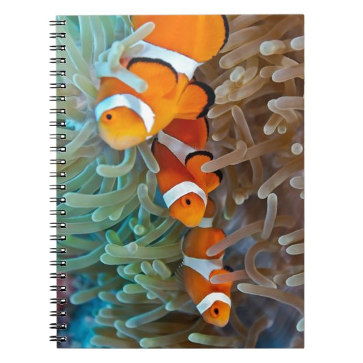 Carnet Clownfish (Devant)