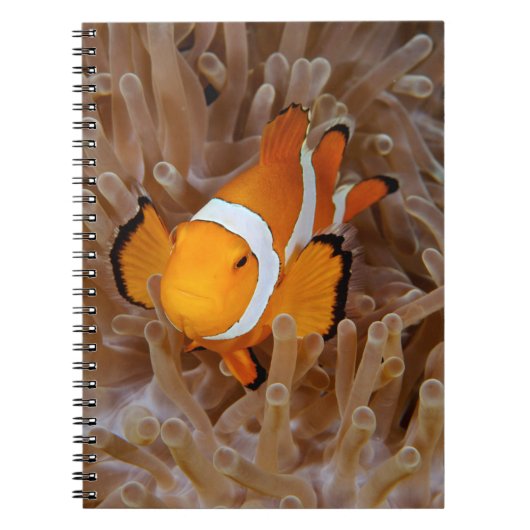 Carnet Clownfish - Molokai (Devant)