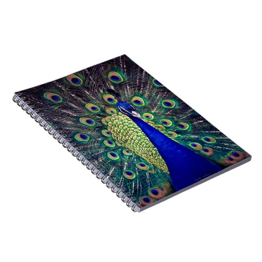 Carnet Cobalt Blue Peacock (Côté Droit)