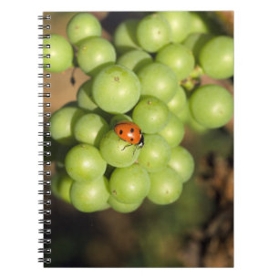 Carnet Coccinelle en gros plan sur des raisins verts Pino
