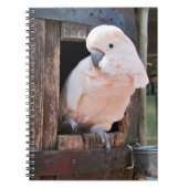 Carnet Cockatoo Moluccan (Devant)