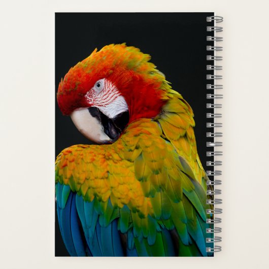 Carnet Coco blanc, perroquet parapluie, perroquet (Verso)