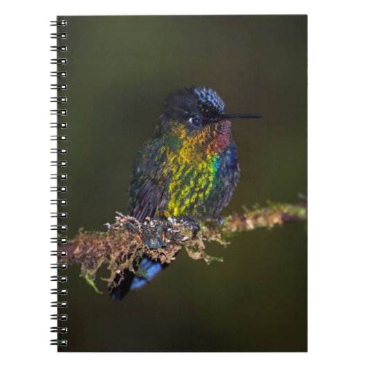 Carnet Colibri (Devant)