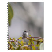 Carnet Colibri 3346 (Devant)
